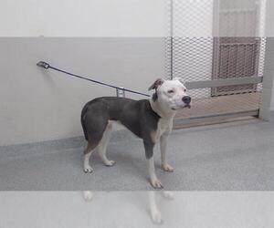 American Pit Bull Terrier Dogs for adoption in Pasadena, TX, USA