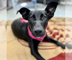 Labrador Retriever-Unknown Mix Dogs for adoption in Stockton, CA, USA
