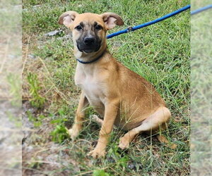 Labrador Retriever-Unknown Mix Dogs for adoption in Wetumpka, AL, USA
