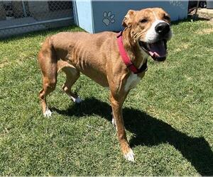 Labrador Retriever-Unknown Mix Dogs for adoption in Grand Prairie, TX, USA