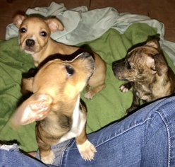 Rat-Cha Dogs for adoption in San Bernardino , CA, USA