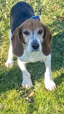 Bagle Hound Dogs for adoption in Landenberg, PA, USA