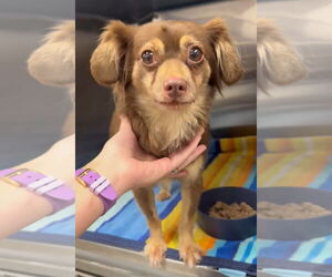 Papillon-Unknown Mix Dogs for adoption in Royal Palm Beach, FL, USA