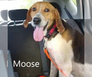 Treeing Walker Coonhound Dogs for adoption in Chatham, VA, USA