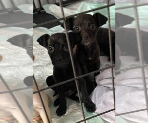 Rat Terrier Dogs for adoption in Ormond Beach, FL, USA