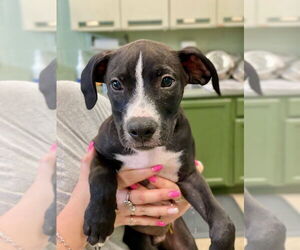 Boxer Dogs for adoption in Austin, TX, USA