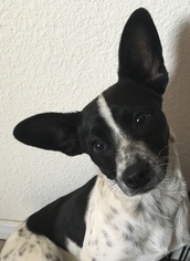 Jack-Rat Terrier Dogs for adoption in San Diego, CA, USA