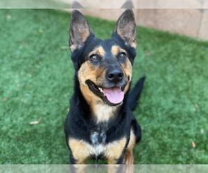 Australian Kelpie-Unknown Mix Dogs for adoption in Moreno Valley, CA, USA