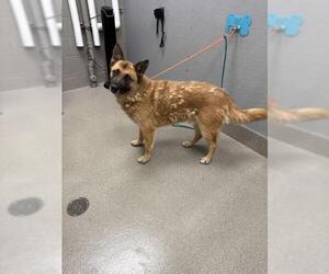 German Shepherd Dog-Unknown Mix Dogs for adoption in Las Vegas, NV, USA