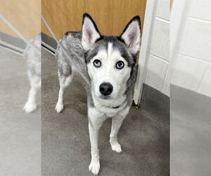 Siberian Husky Dogs for adoption in Forestville, MD, USA