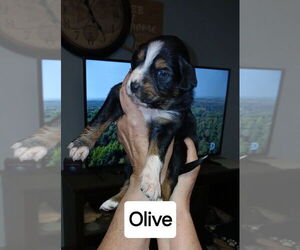 Australian Shepherd-Unknown Mix Dogs for adoption in Aurora, IN, USA