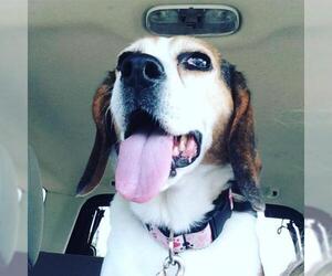 Beagle Dogs for adoption in Ontario, Ontario, Canada