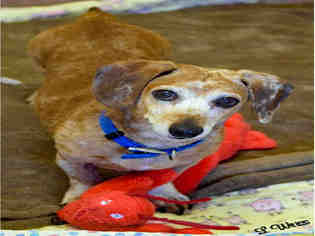Dachshund Dogs for adoption in Ogden, UT, USA