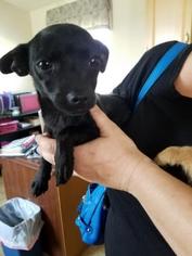 Chihuahua-Unknown Mix Dogs for adoption in Lemoore, CA, USA