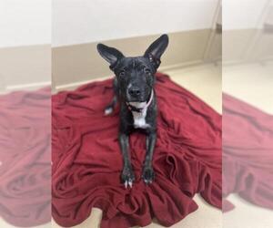 American Pit Bull Terrier-Unknown Mix Dogs for adoption in Chula Vista, CA, USA