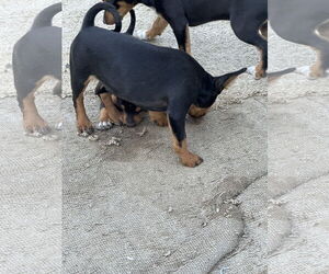 Chipin Dogs for adoption in Woodland, CA, USA