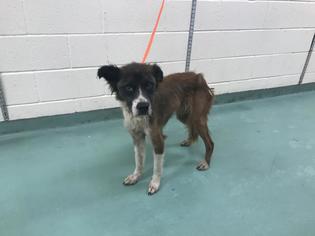 Border Collie-Unknown Mix Dogs for adoption in Memphis, TN, USA