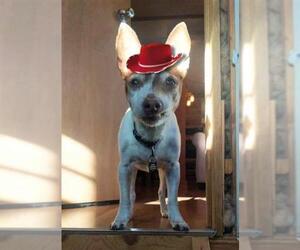 Jack-Rat Terrier Dogs for adoption in Portland, OR, USA