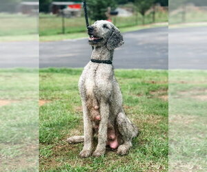 Poodle (Standard) Dogs for adoption in Brewster, NY, USA