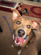 Mutt Dogs for adoption in Cortaro, AZ, USA