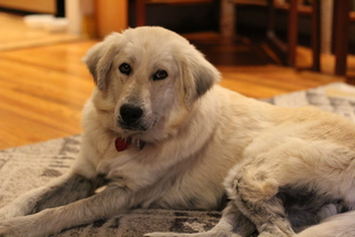 Golden Pyrenees Dogs for adoption in Newfoundland, PA, USA