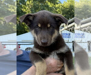 German Shepherd Dog-Unknown Mix Dogs for adoption in Bolivar, MO, USA