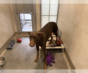 Doberman Pinscher Dogs for adoption in Berkeley , CA, USA