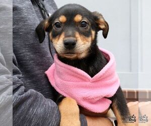 Labrador Retriever-Unknown Mix Dogs for adoption in Washington, DC, USA