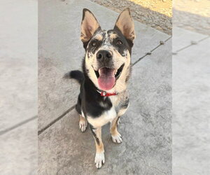 Siberian Husky-Unknown Mix Dogs for adoption in Sacramento, CA, USA