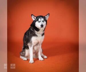 Siberian Husky Dogs for adoption in Corona, CA, USA