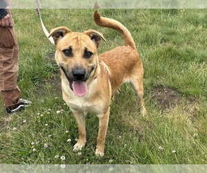 Labrador Retriever-Unknown Mix Dogs for adoption in McKinleyville, CA, USA