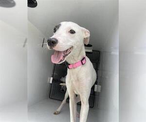 Unknown-Whippet Mix Dogs for adoption in Houston, TX, USA