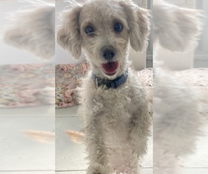 Poodle (Toy) Dogs for adoption in Colton, CA, USA