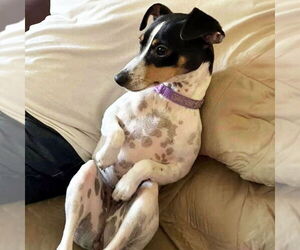 Rat Terrier Dogs for adoption in Atlanta, GA, USA