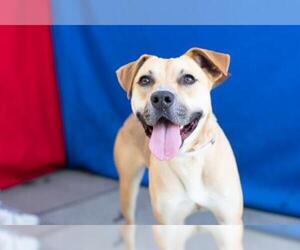 Shepradors Dogs for adoption in Pasadena, CA, USA