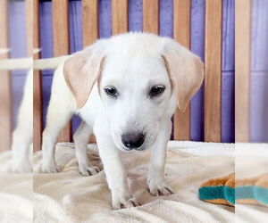 Labrador Retriever-Unknown Mix Dogs for adoption in Genesee, WI, USA