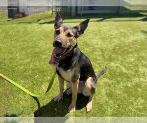 German Shepherd Dog-Unknown Mix Dogs for adoption in Martinez, CA, USA