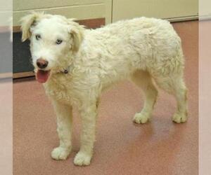 Airedoodle Dogs for adoption in Ogden, UT, USA
