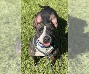 American Staffordshire Terrier-Bull Terrier Mix Dogs for adoption in Fort Lauderdale, FL, USA