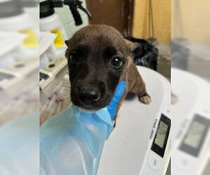 German Shepherd Dog Dogs for adoption in Stockton, CA, USA
