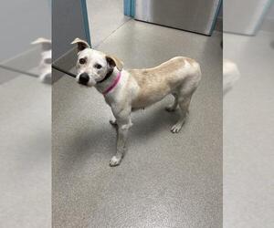 Parson Russell Terrier-Unknown Mix Dogs for adoption in Las Vegas, NV, USA