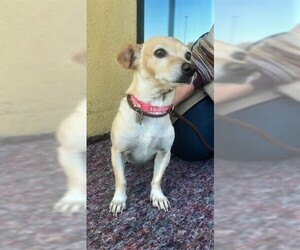Chiweenie Dogs for adoption in Chico, CA, USA