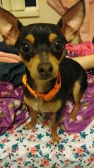 Miniature Pinscher Dogs for adoption in West valley , UT, USA