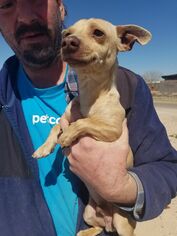 Chihuahua Dogs for adoption in Midland, TX, USA