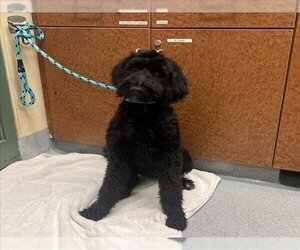 Poodle (Standard) Dogs for adoption in Rancho Cucamonga, CA, USA