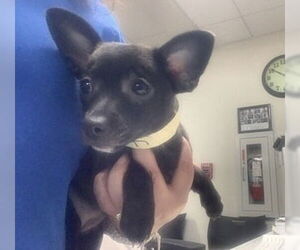 Rat-Cha Dogs for adoption in Oak Bluffs, MA, USA