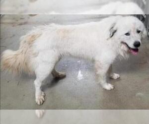 Great Pyrenees Dogs for adoption in Pembroke, GA, USA
