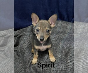Chihuahua-Unknown Mix Dogs for adoption in Topeka, KS, USA