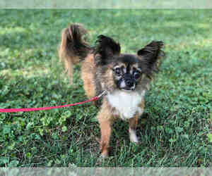 Chihuahua Dogs for adoption in Urbana, IL, USA