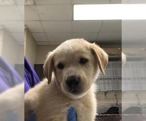 Labrador Retriever-Unknown Mix Dogs for adoption in Conroe, TX, USA